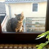 Foto del gato perdido en Leguevin