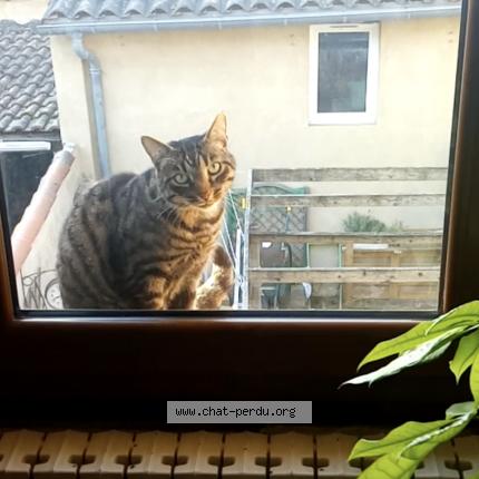 Foto 1/1 Ninja Chat perdido en Leguevin