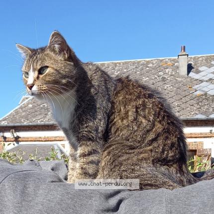 Foto 1/1 Chaussette Chat perdido en Saint ouen d attez