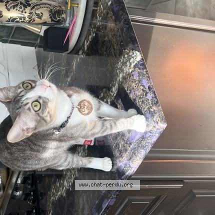 Foto 1/2 Chipi Chat perdido en Repentigny chipi est une chatte