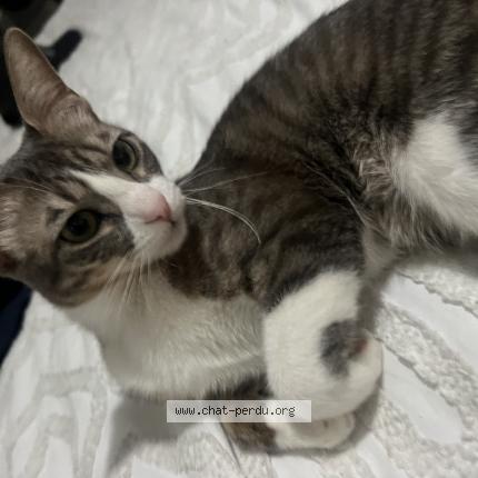 Foto 2/2 Chipi Chat perdido en Repentigny chipi est une chatte