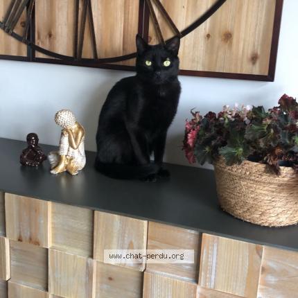 Foto 1/1 Toby Chat perdido en Boisme