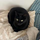 Foto del gato perdido en Liffre