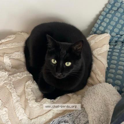 Foto 1/1 YUMY Chat perdido en Liffre