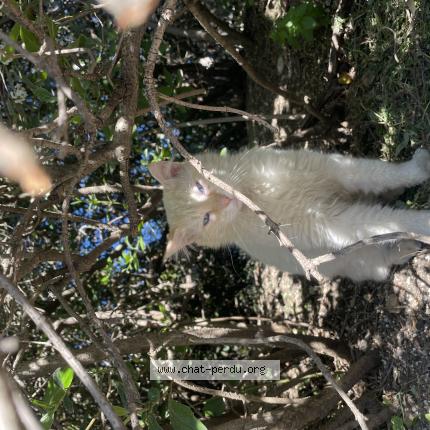 Foto 1/1 Snow Chat perdido en Montpellier