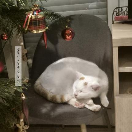 Foto 1/1 Ouki Chat perdido en Venissieux