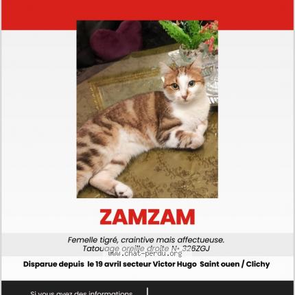 Foto 1/1 Zamzam Chat perdido en Saint ouen sur seine