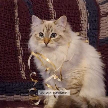 Foto 1/1 Pacha Chat perdido en Aigle