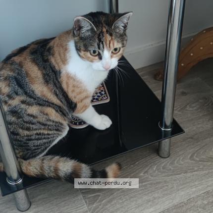 Foto 1/1 Misha Chat perdido en Thouare sur loire
