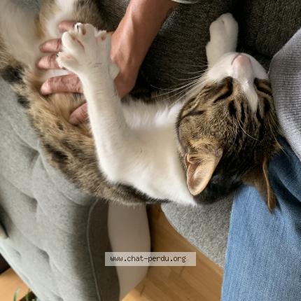 Foto 1/1 Tokyo Chat perdido en Lannion