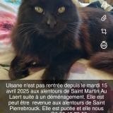 Foto del gato perdido en Saint Martin Au Laert