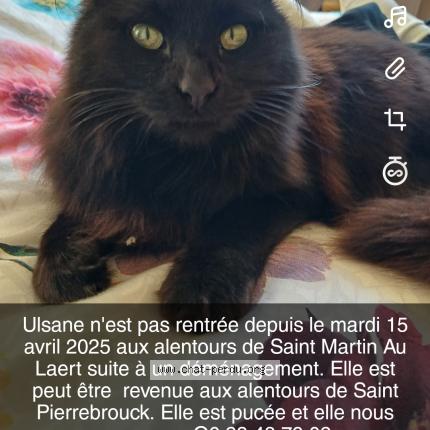 Foto 1/1 Ulsane Chat perdido en Saint martin au laert