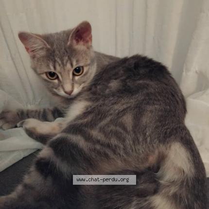 Foto 1/1 BELLA Chat perdido en Aimargues