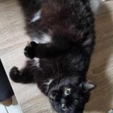 Foto del gato perdido en Wizernes