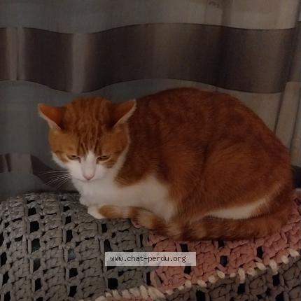 Foto 1/1 Nala Chat perdido en La roche sur yon