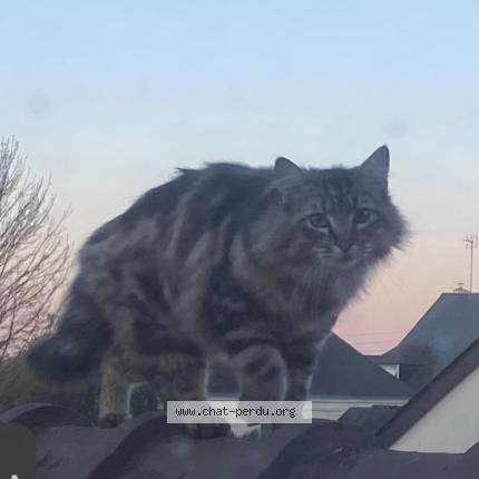 Foto 1/1 Vox Chat perdido en Champigne