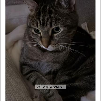 Foto 1/1 Pouka Chat perdido en Corbeil essonne