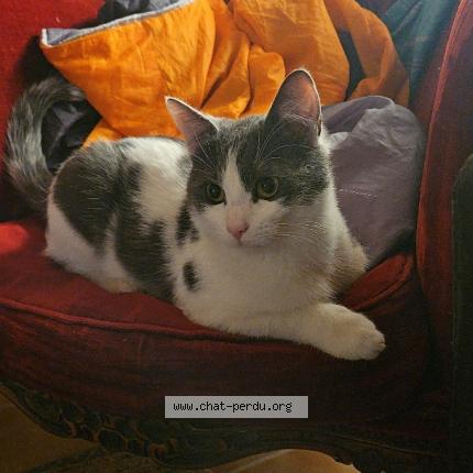 Foto 1/1 Tyson Chat perdido en Lunel viel