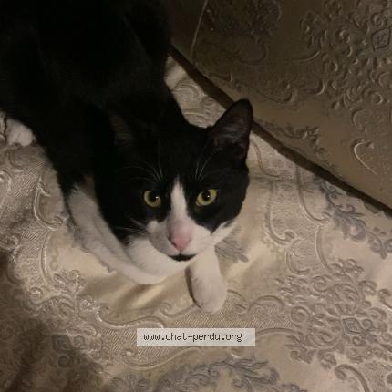 Foto 1/1 Venom Chat perdido en Chelles