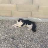 Foto del gato perdido en Audincourt