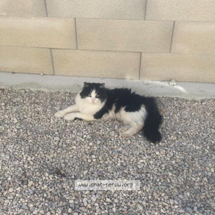 Foto 1/1 Mimine Chat perdido en Audincourt