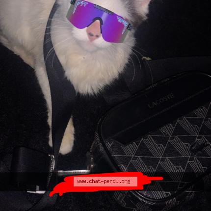 Foto 1/1 Lily Chat perdido en Tourcoing