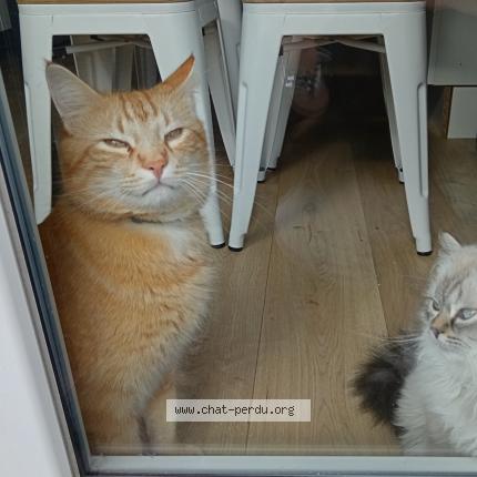 Foto 1/1 Hugo Chat perdido en Cosne cours sur loire