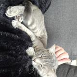 Foto del gato perdido en Saint Leger Des Pres