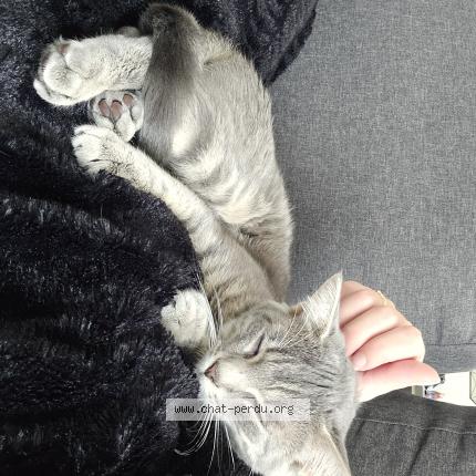 Foto 1/1 Cacahuète Chat perdido en Saint leger des pres