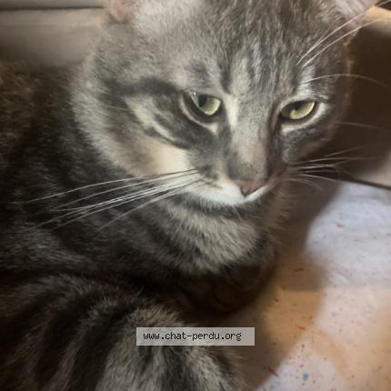 Foto 1/1 Chaton Chat perdido en Corbeil essonnes