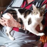 Foto del gato perdido en Laval Sur Tourbes