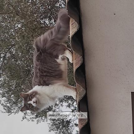 Foto 1/1 Bouddha Chat perdido en Aimargues