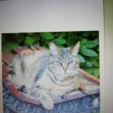Foto del gato perdido en Sainte Livrade Sur Lot