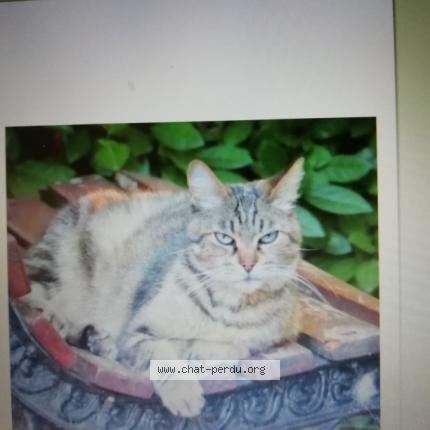 Foto 1/1 FRANCOISE WAJCNER Chat perdido en Sainte livrade sur lot