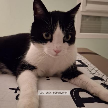 Foto 1/1 Lyago Chat perdido en Saint privat la montagne