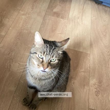 Foto 1/1 basile Chat perdido en Somain