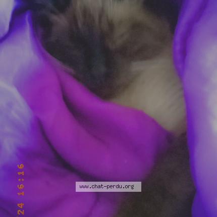 Foto 1/1 Coton Chat perdido en Saint aubin des ormeaux