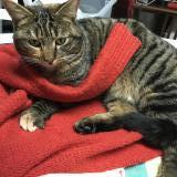 Foto del gato perdido en Beaucamps Ligny