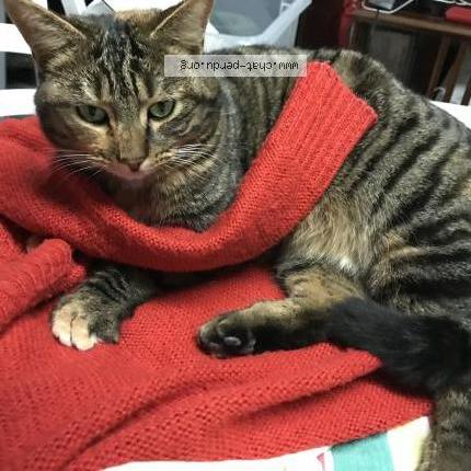 Foto 1/3 Lolame Chat perdido en Beaucamps ligny