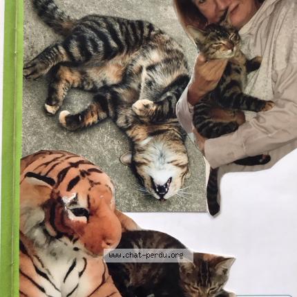 Foto 2/3 Lolame Chat perdido en Beaucamps ligny