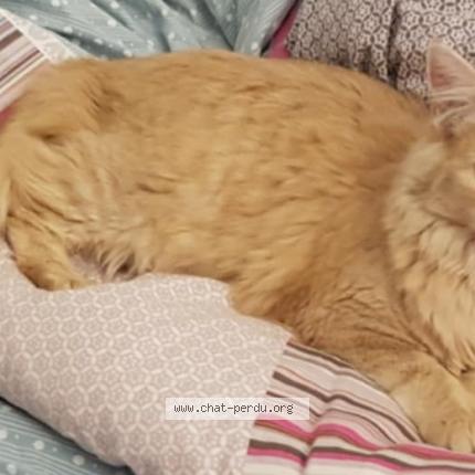 Foto 1/1 Manuel HAUET Chat perdido en Castres