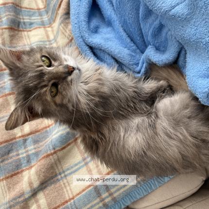 Foto 1/1 DUKIE Chat perdido en Les ponts de ce