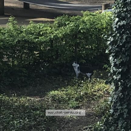 Foto 1/1 Gato encontrado Encontrado en Liege