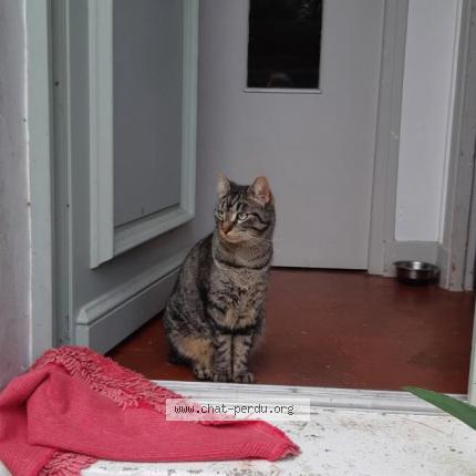 Foto 1/1 Gato encontrado Perdido en Torcy