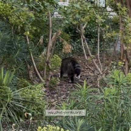 Foto 1/1 Gato encontrado Encontrado en Paris