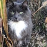 Foto del gato perdido en Chars