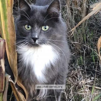 Foto 1/1 Lilou Chat perdido en Chars