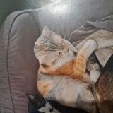 Foto del gato perdido en Ezy Sur Eure