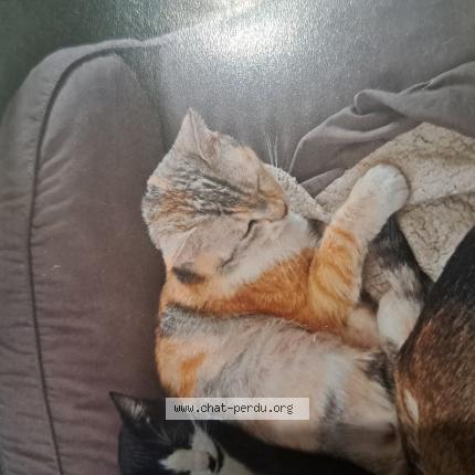 Foto 1/1 Boulette Chat perdido en Ezy sur eure