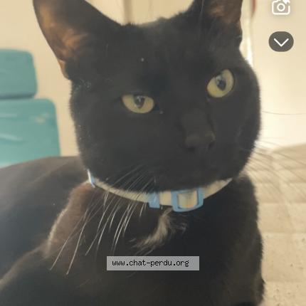 Foto 1/1 Gato encontrado Perdido en Saint michel sur orge